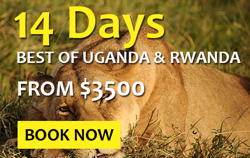 12 days rwanda uganda safari